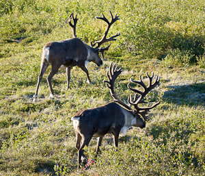 Caribou